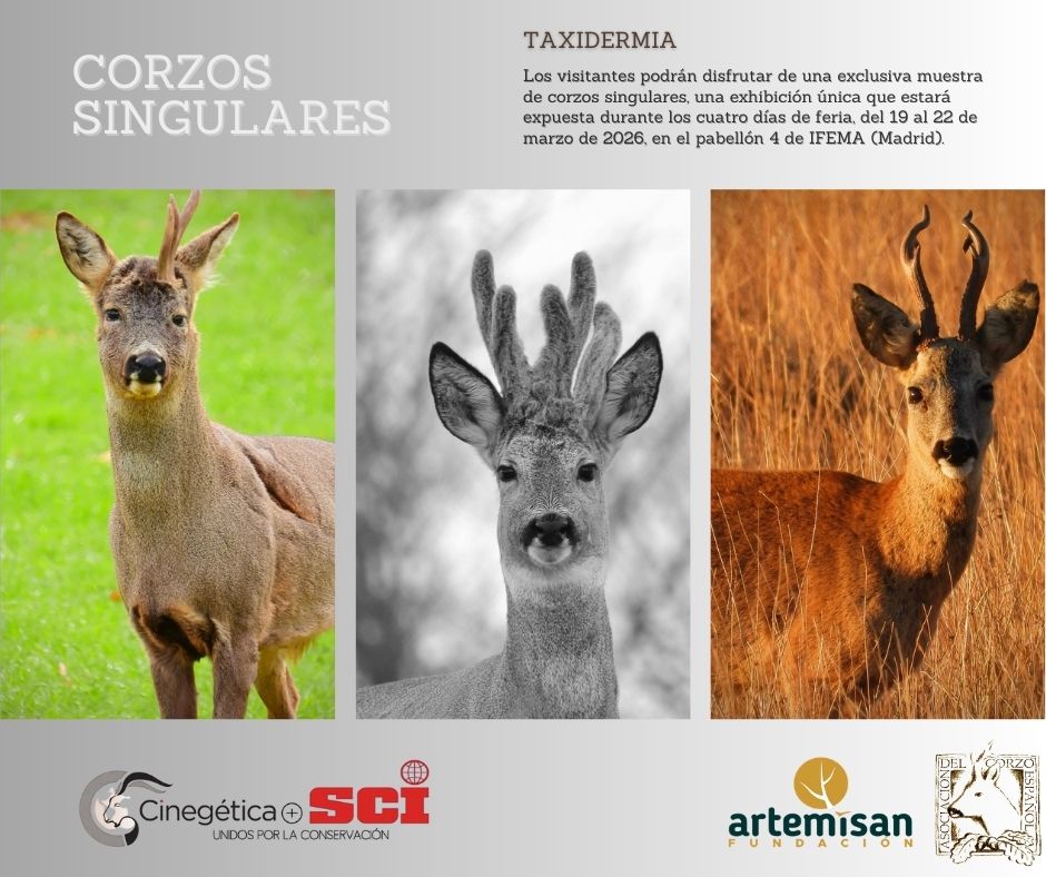 Cinegética SCI 2026 corzos singulares